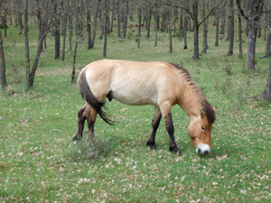 avistamiento_de_animales_y_fauna_guadalajara